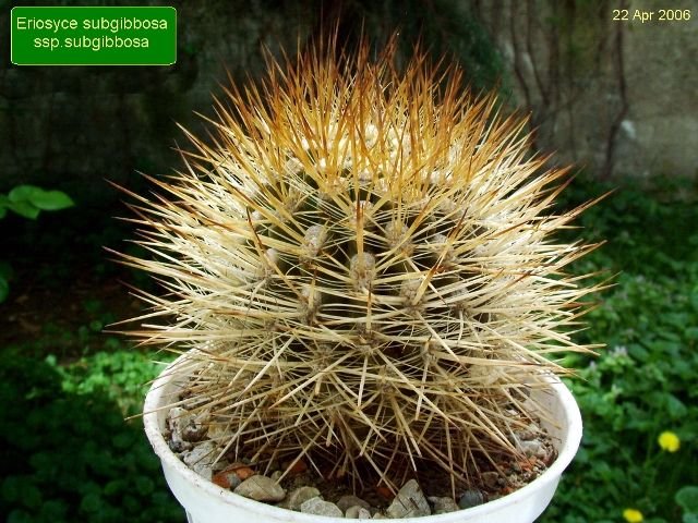 Eriosyce _subgibbosa _ssp.subgibbosa _01